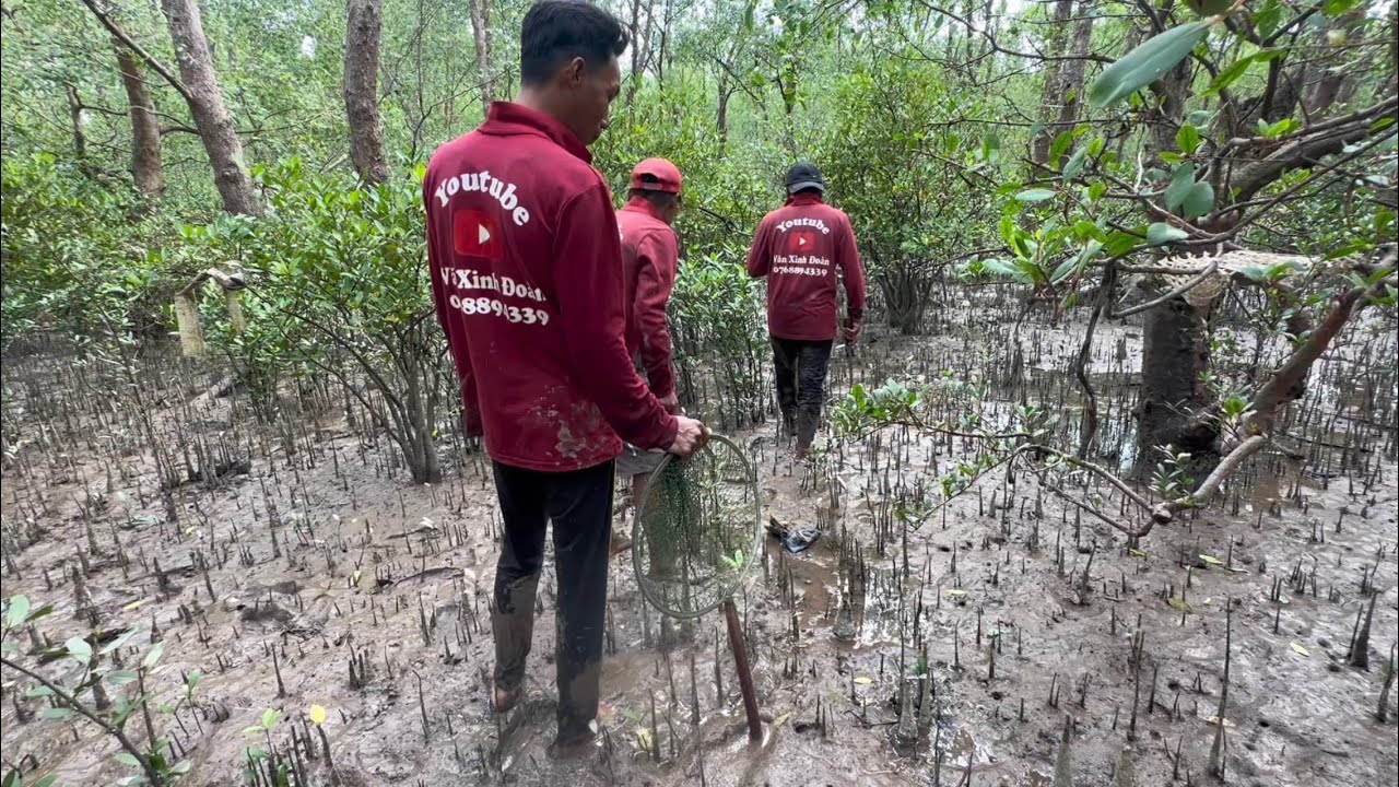 Khám phá một vòng trên Rừng ở cửa Biển Trần Đề . Video không có thành quả 