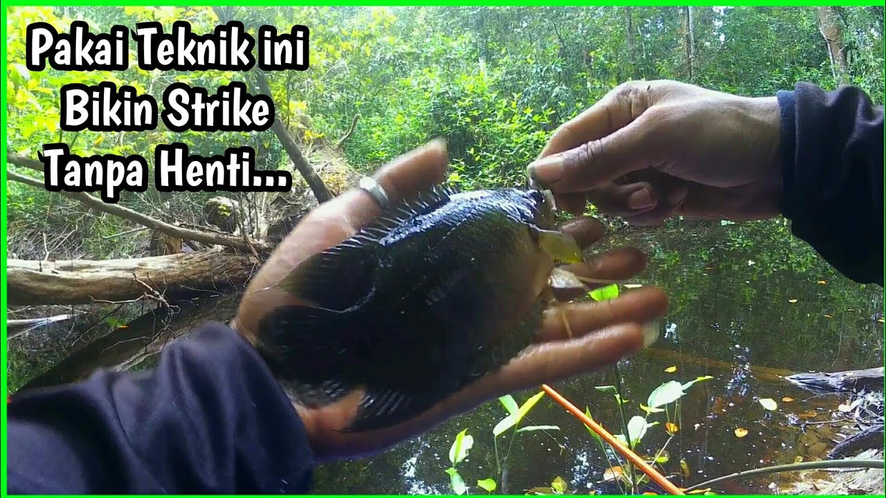 Teknik Mengumpulkan Ikan Agar Strike Terus - Mancing Ikan Kepar / Kapar / Kakapar