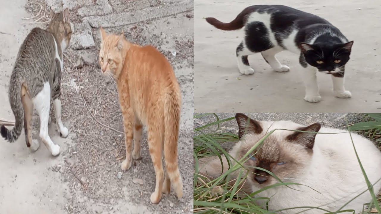 Look, I'II tame the cats they're scared, it II be easier to feed them. #cat #video #beautiful
