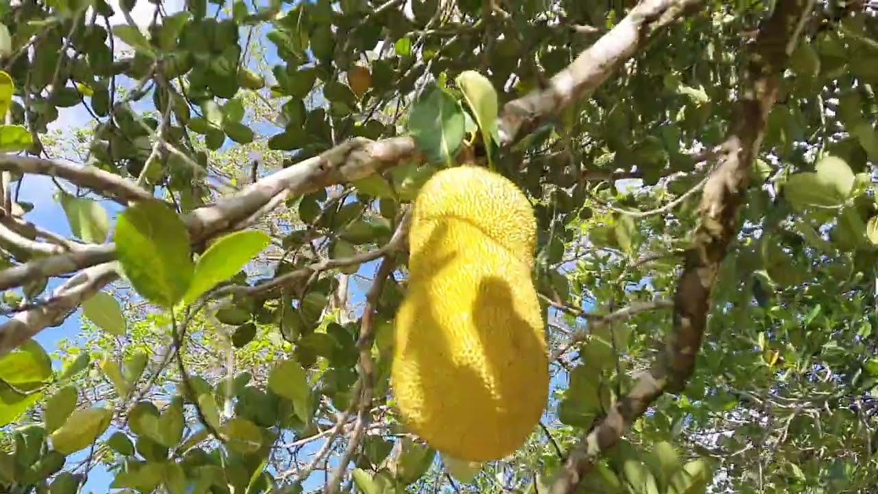 NO VÍDEO DE HOJE FUI DA UMA OLHADA NAS JACAS MAS AINDA ESTA PEQUENA 