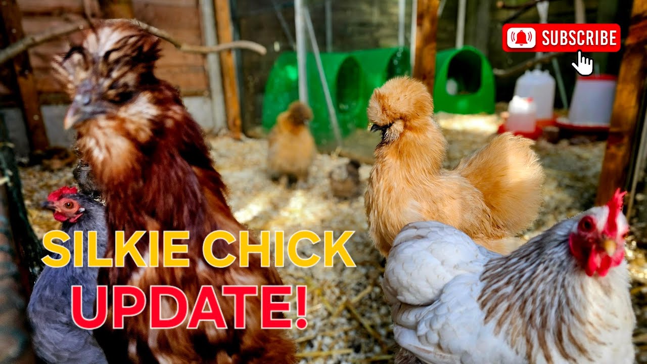 CLEANING OUT THE COOP! CHICKEN DIARIES #5 | SILKIE BANTAMS | PEKIN BANTAMS