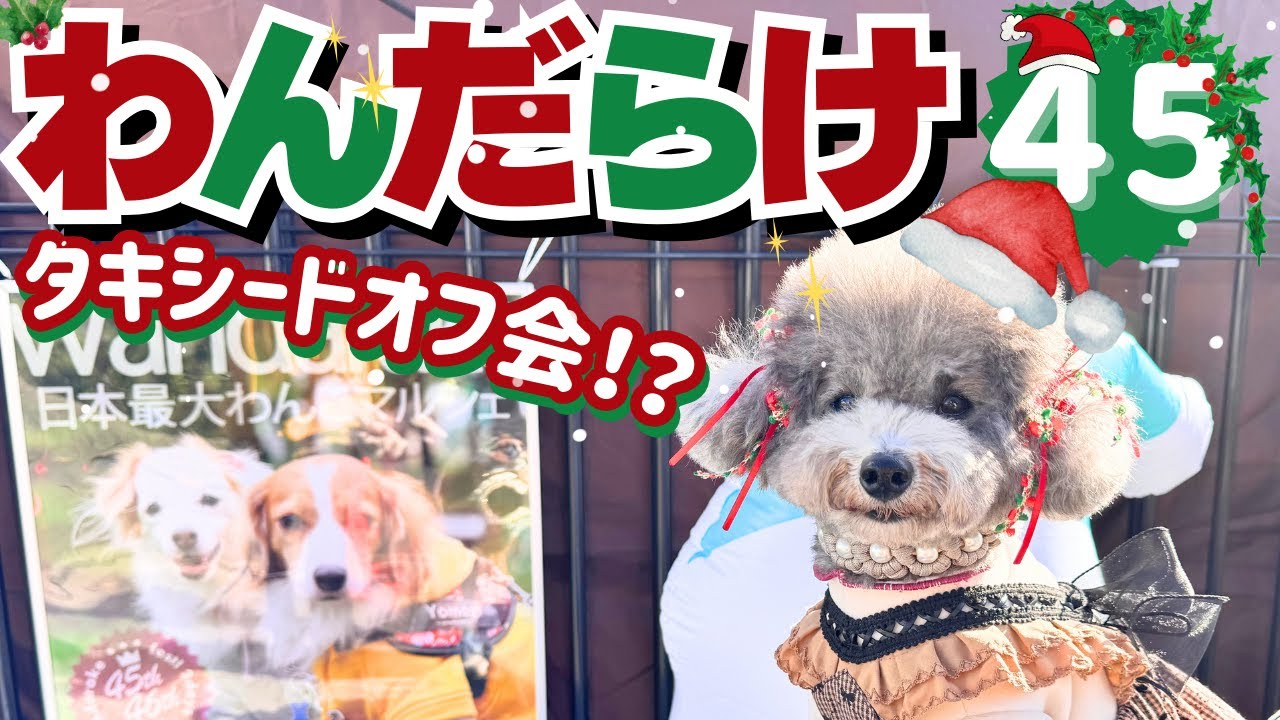 【ラストわんだらけ】日本最大ドッグマルシェのクリスマスが凄かった🎄in名古屋港ガーデン埠頭【わんだらけ45】【wandarake】