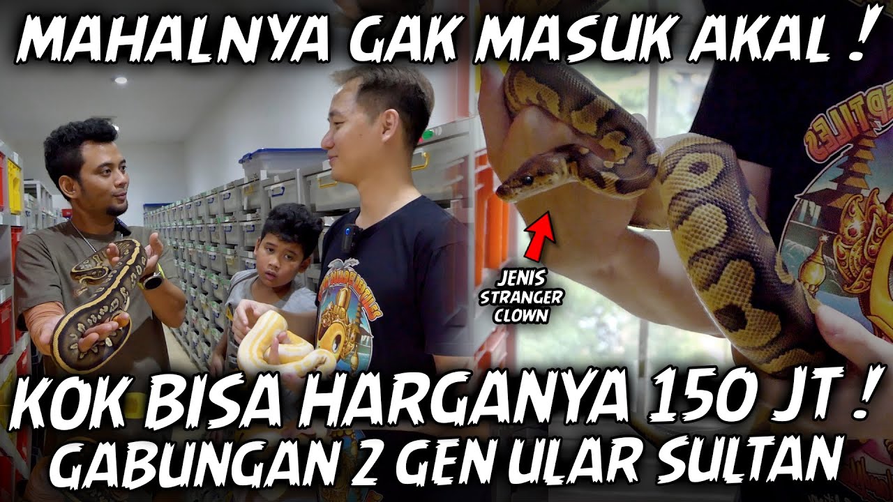 OM DAVID SUAREZ, BREEDER BALL PYTHON TERBAIK INDONESIA.. BERHASIL KEMBANG BIAKKAN STRANGER CLOWN