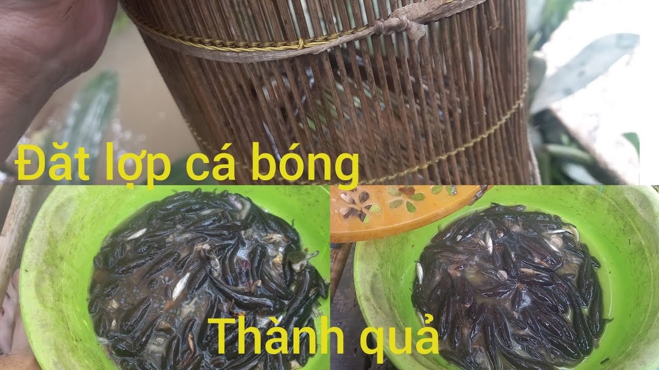 Đặt Lợp Cá Bóng Đen,Thành Quả Là Một Ký Cá Bóng (kênh Hai bon vlog)