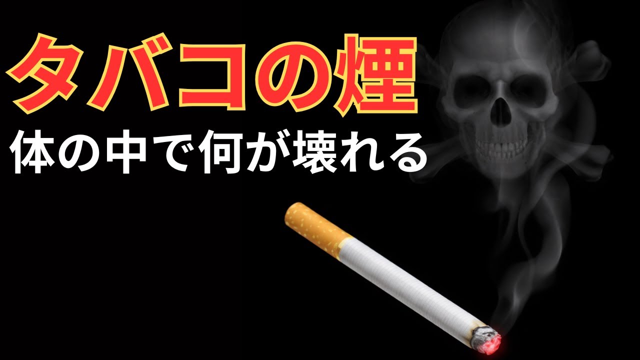 タバコの煙は体の中で何をしている？口・肺・血管・脳までのダメージをわかりやすく解説