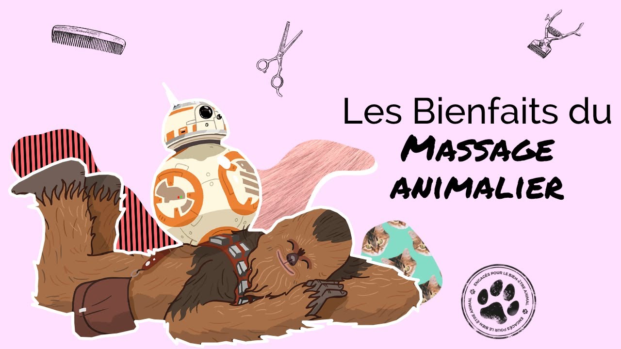 Les BIENFAITS du MASSAGE ANIMALIER 😻