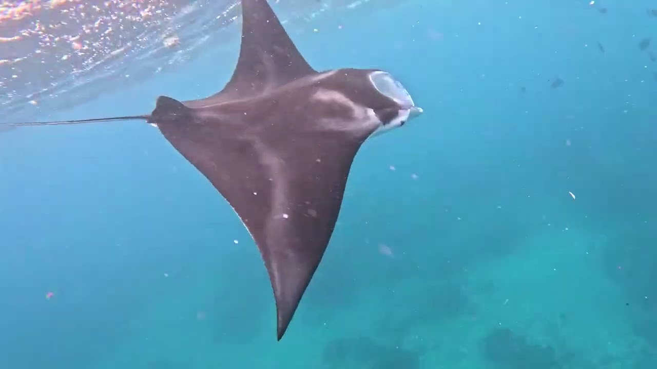 Manta Ray Feeding on Garbage at Hanauma Bay Nature Preserve
