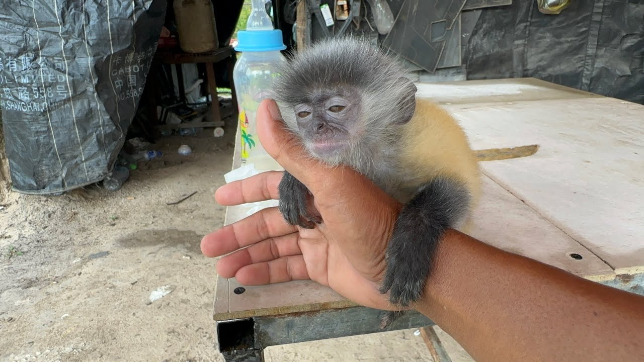 Cutest Baby Monkey Moment Ever!