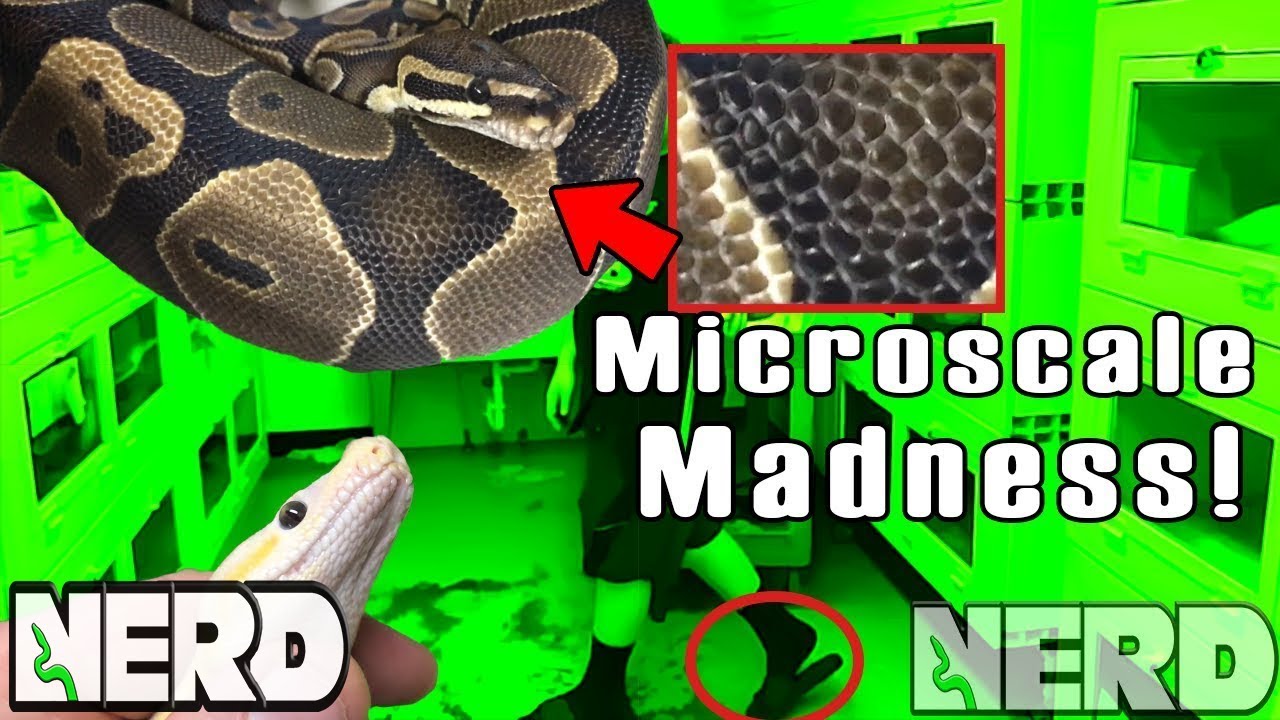 MICROSCALE BALL PYTHONS!!
