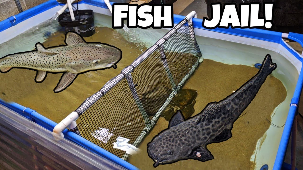 DIY Pool Pond Divider for AGGRESSIVE Catfish!