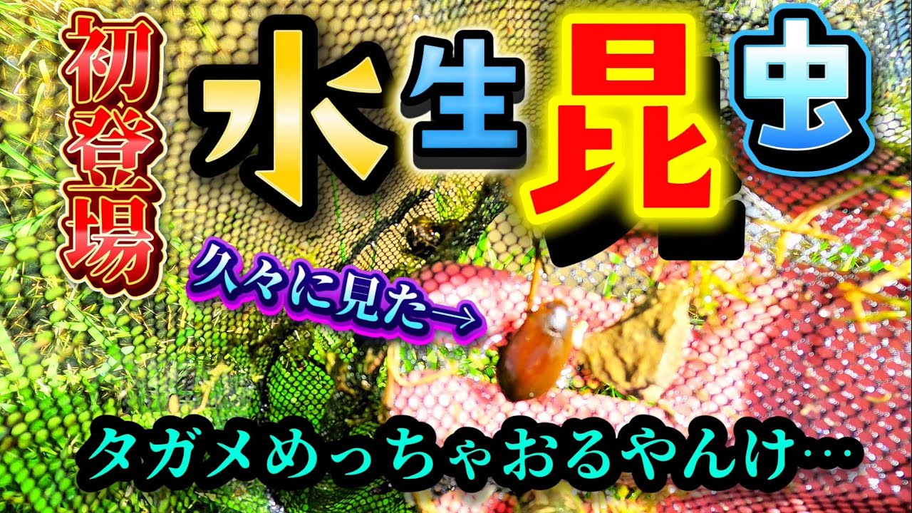 水生昆虫を見に行ったらタガメが沢山いた…