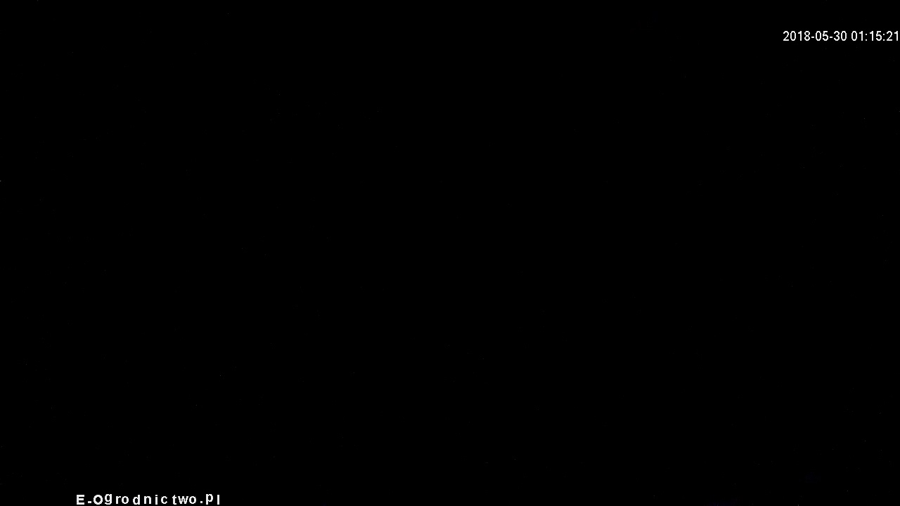 Ptasie gniazdo: Kos na żywo - Ogrodnictwo Tomanek