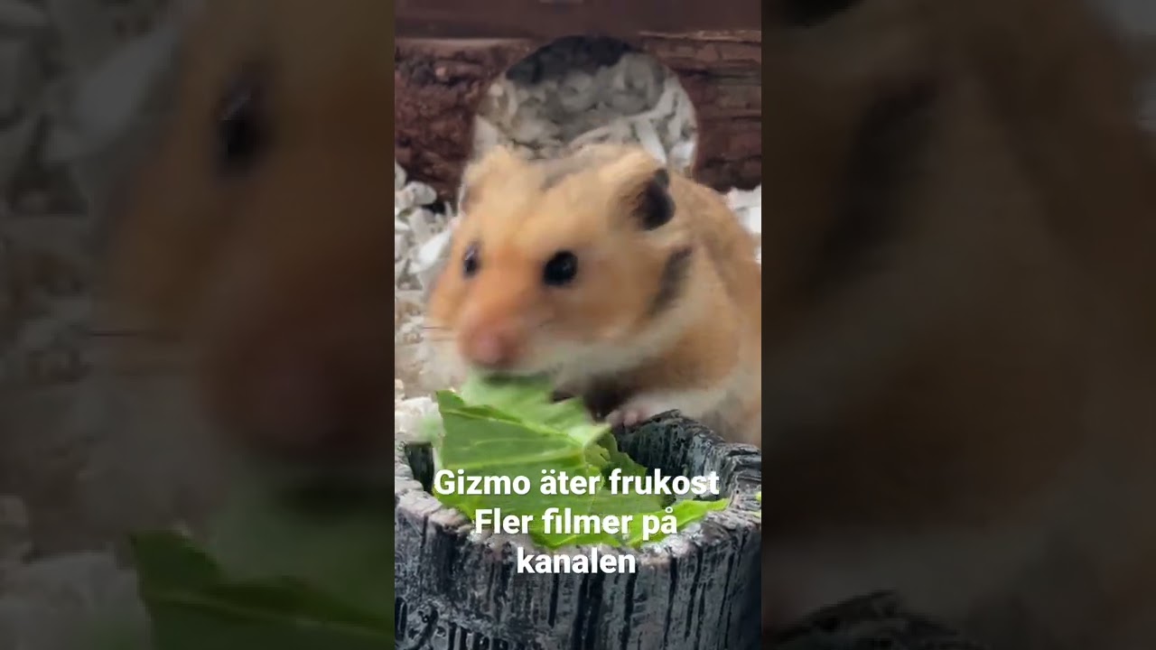 V&aring;r Hamster Gizmo &auml;ter frukost. #hamster #familjenhilner #guldhamster