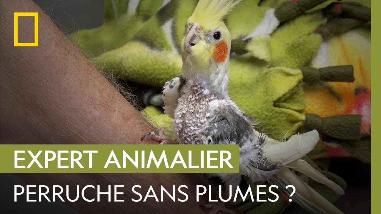 Pourquoi cette perruche s'arrache-t-elle les plumes ? | L'INCROYABLE DR POL