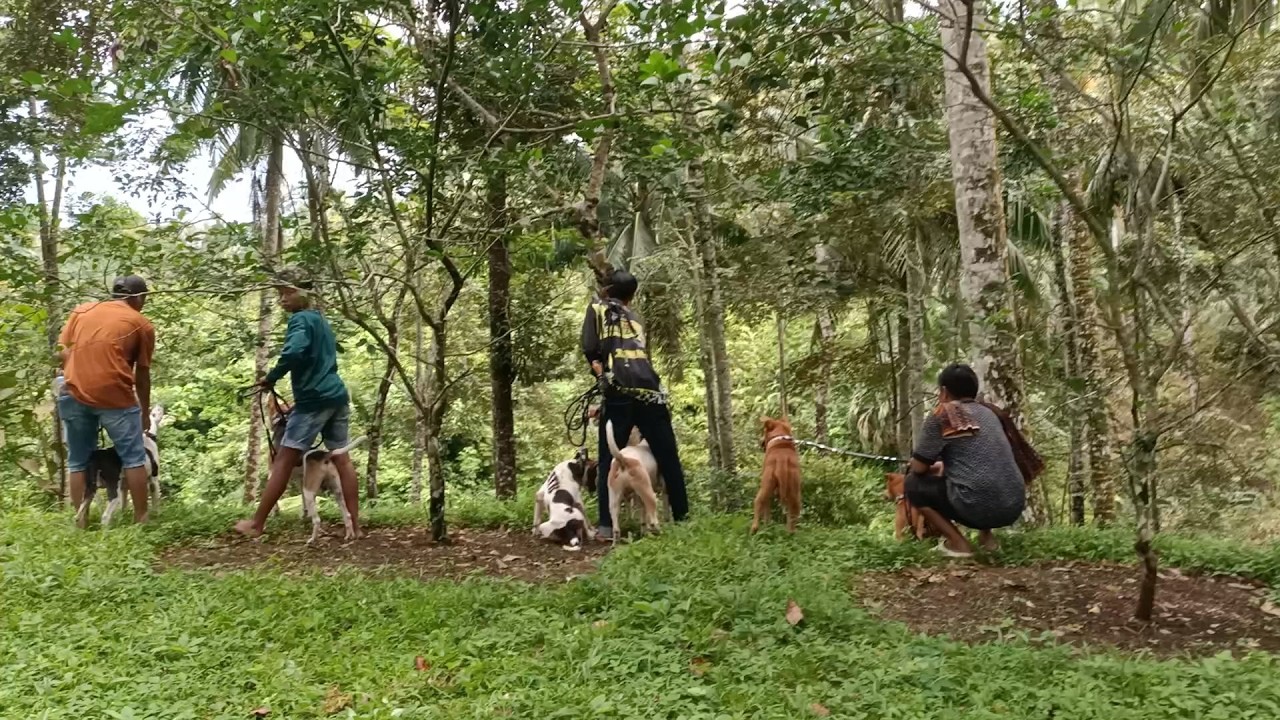 LANGKAH BAIK DI HARI LEBARAN BERBURU BABI DI MALAI TUO