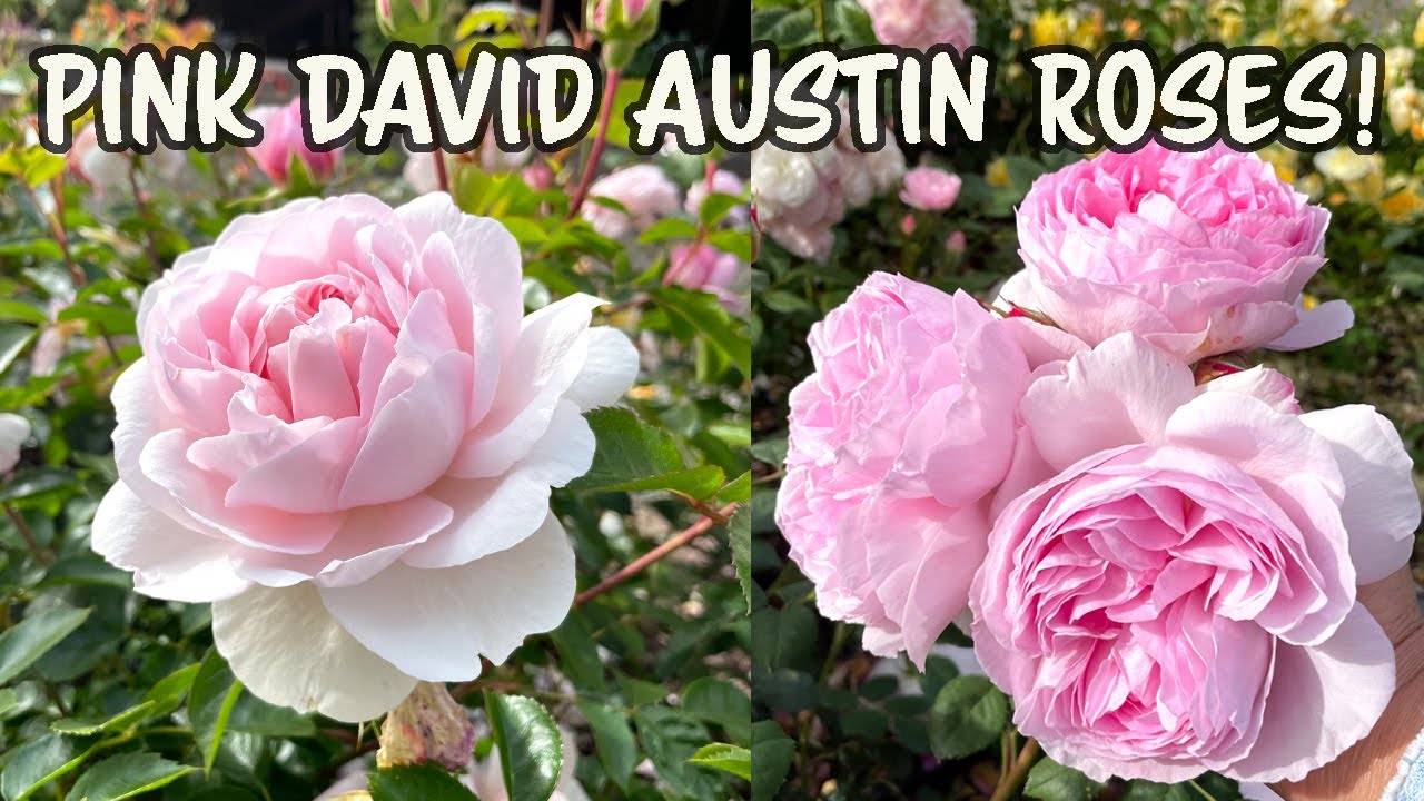 Pink David Austin Rose Collection!