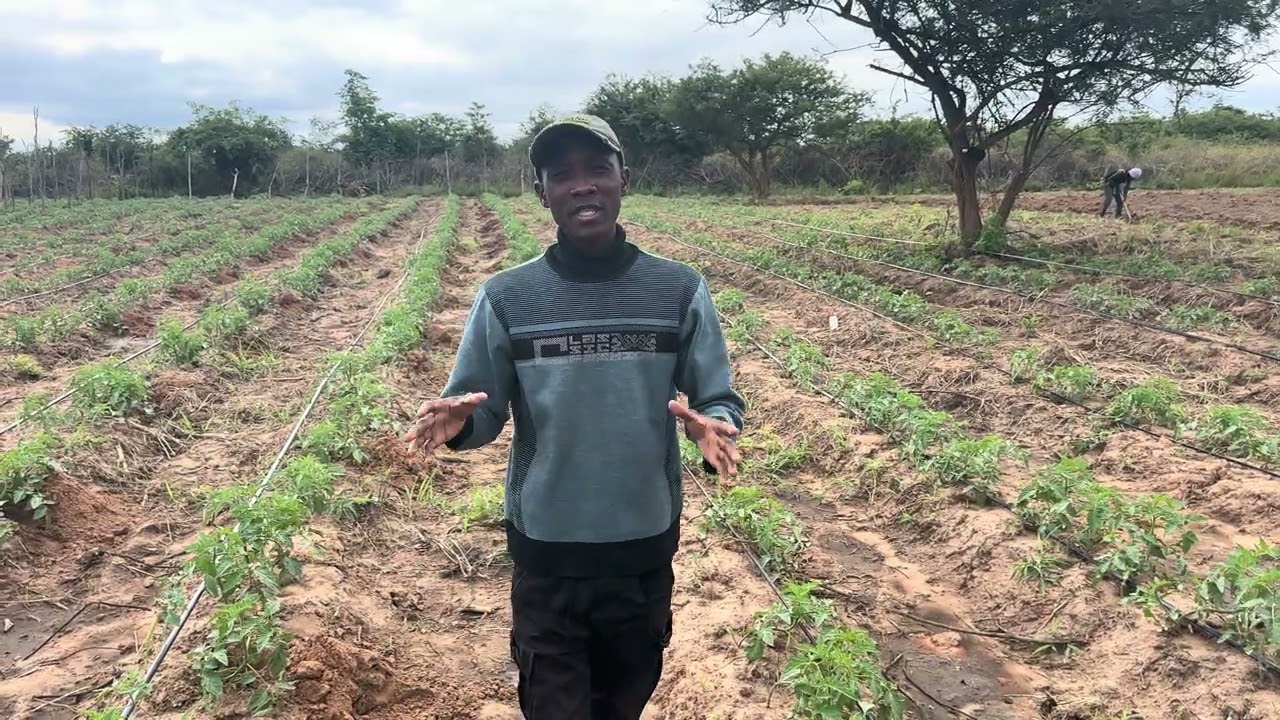 Part 8 of our Trinity Hybrid F1 journey — see how we install our staking poles