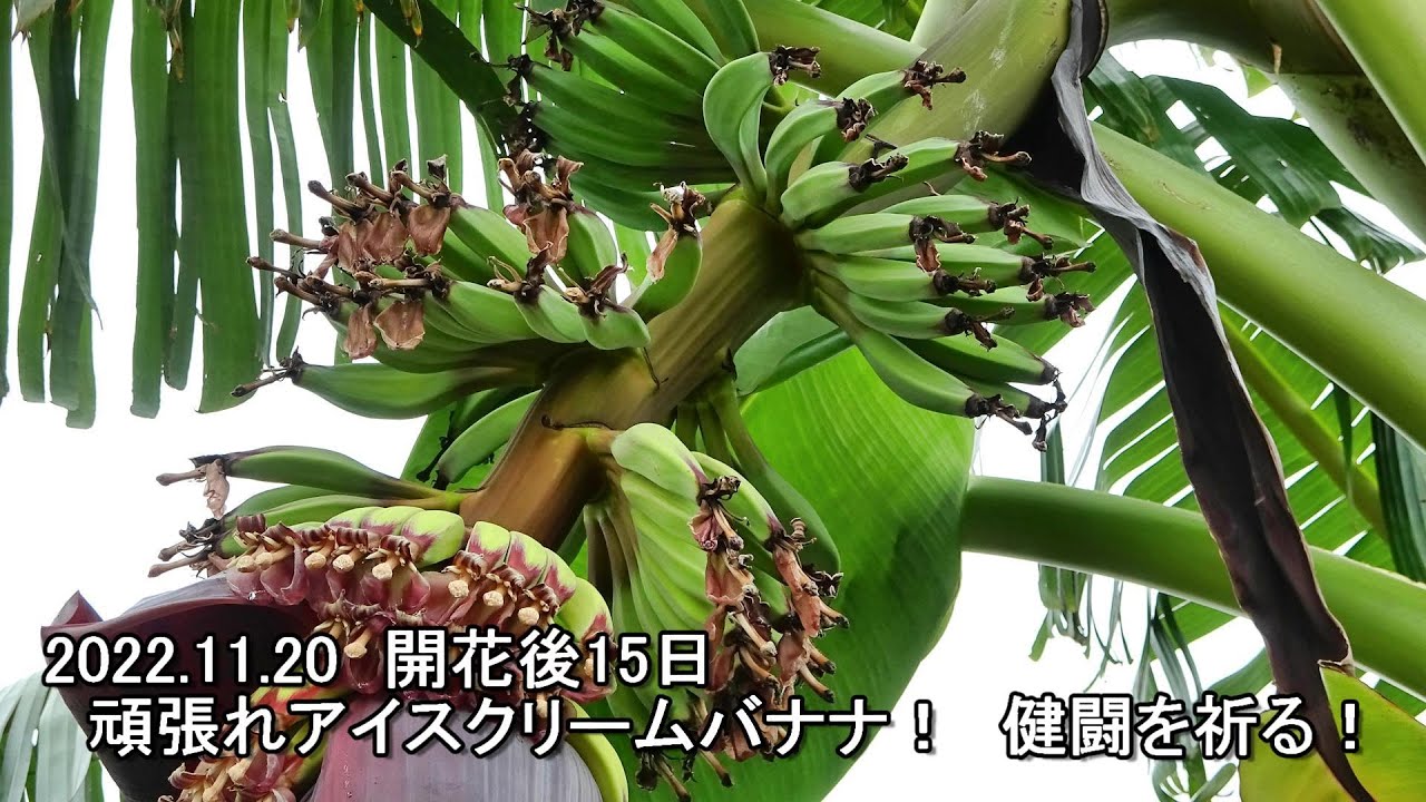 愛知県でバナナに挑戦！　地植えのアイスクリームバナナ冬越しからバナナができるまで   Growing bananas in Japan