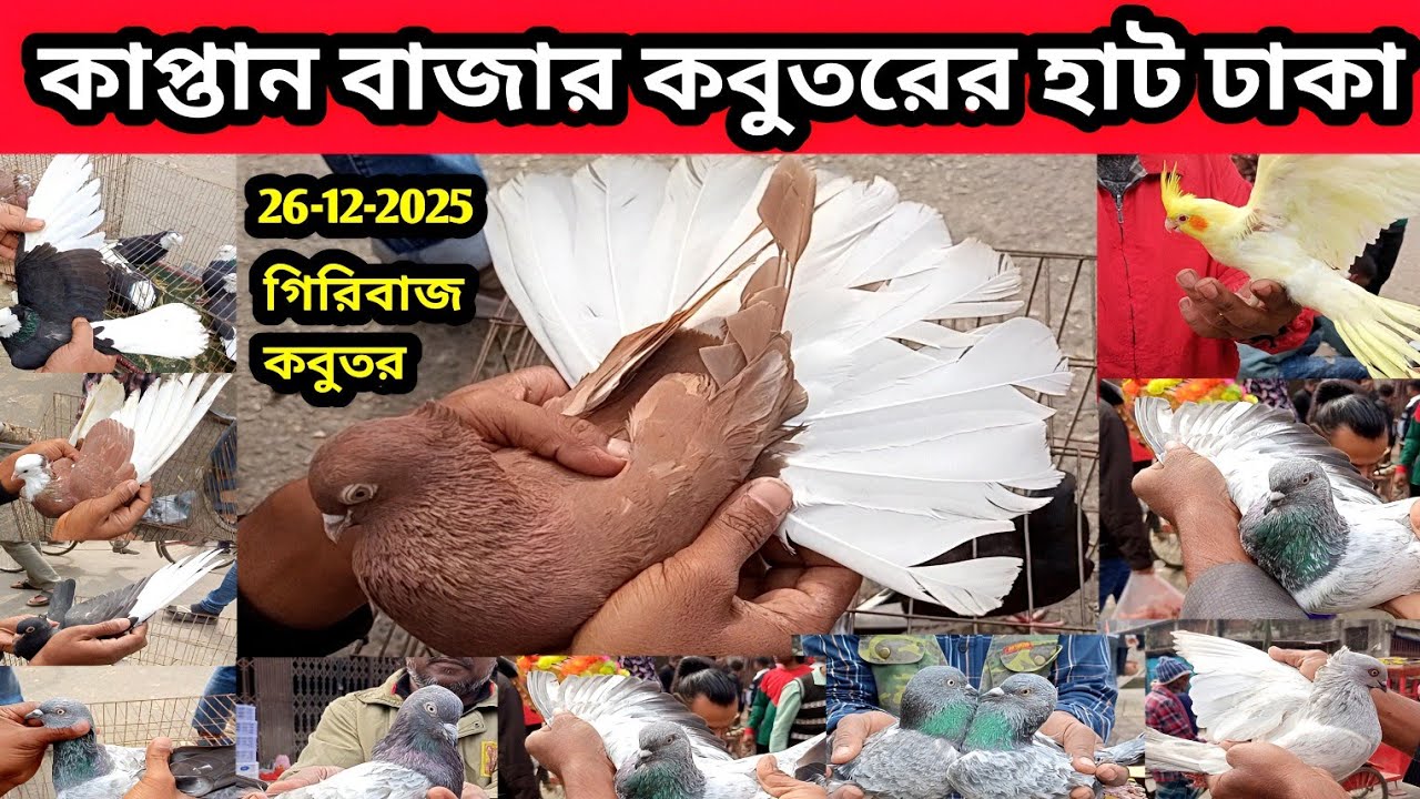 26-12-2025 কাপ্তান বাজার কবুতরের হাট ঢাকা | কম দামে কবুতর | কবুতর হাট | Kaptan Bazar pigeon market 
