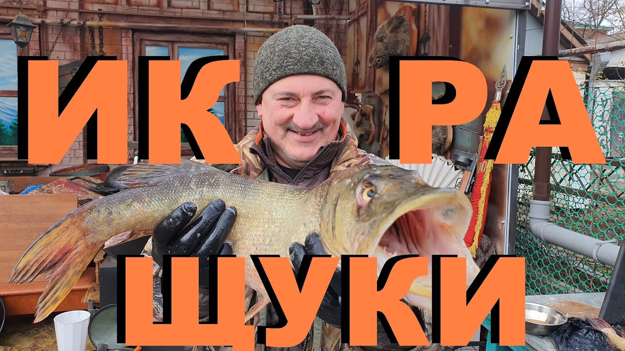 ИКРА ЩУКИ СПОСОБ ПРИГОТОВЛЕНИЯ РЫБАЛКА НА КУБАНИ РЕЦЕПТЫ СЮФ