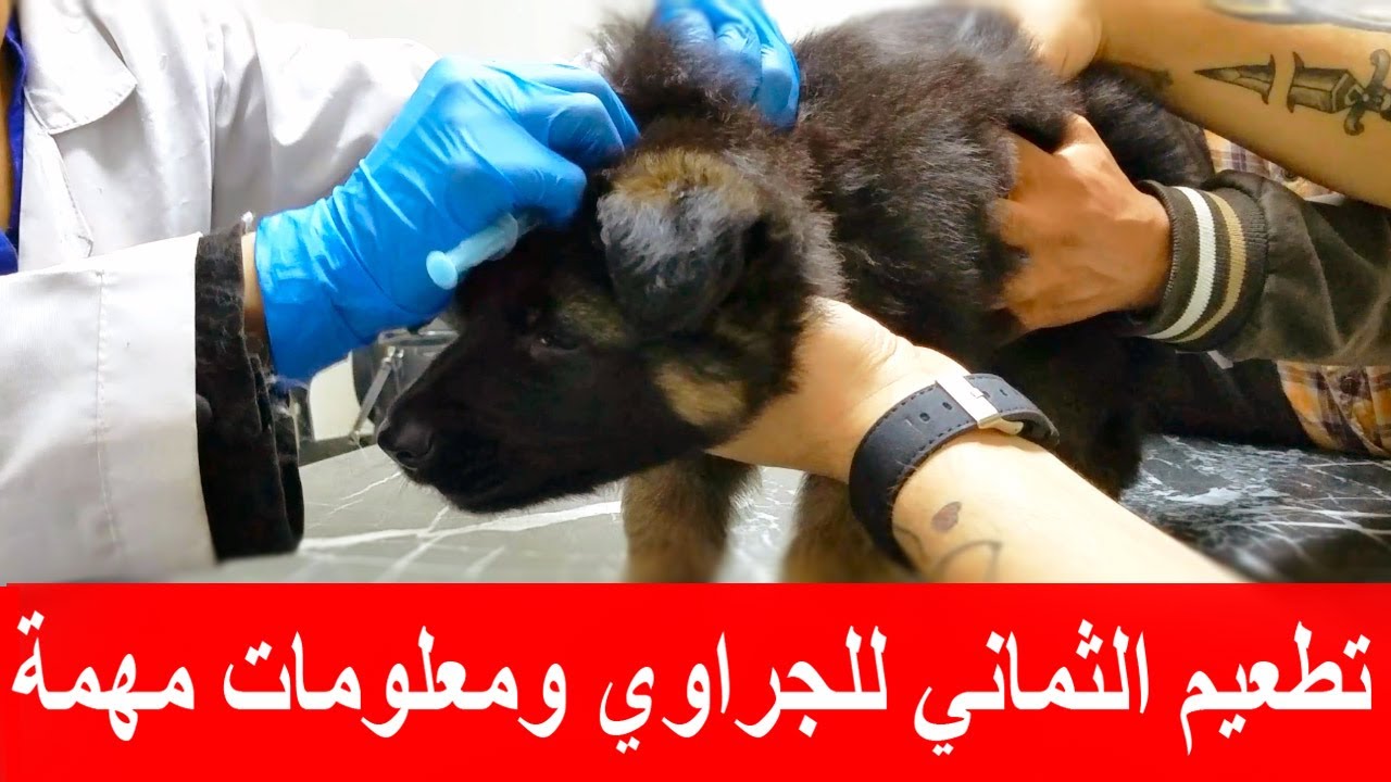 طعمت كلبي تشامب ( جيرمن شيبرد ) الثماني تعالوا شوفوا حصل ايه واعرف معلومات مهمه قبل التطعيمات