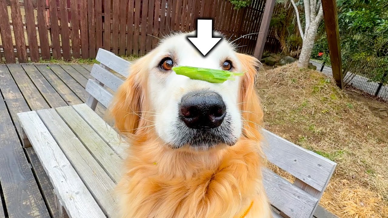 上手に待てができるかな？エサが大好きすぎる犬のお鼻の上に野菜を置いてみた【きなこ】