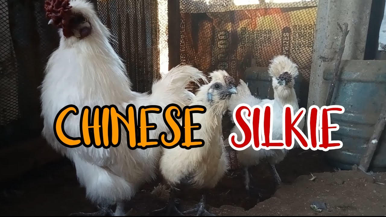 CHINESE SILKIE CHICKEN | BACKYARD FARM
