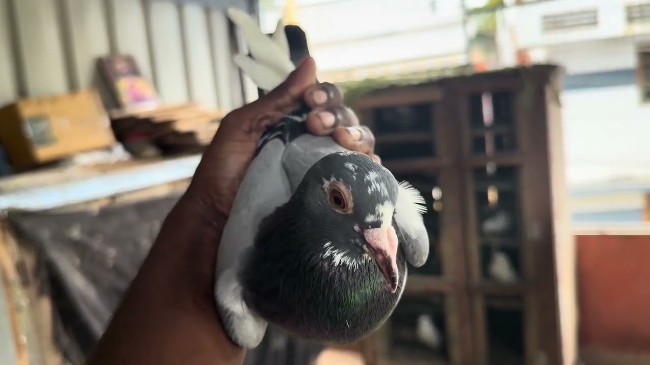എന്റെ പറവ പ്രാവുകൾ #youtubevideo #youtube #pigeon #pura #kabootar