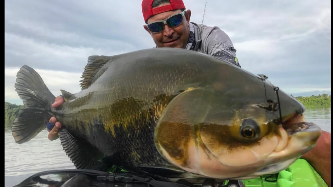 TAMBAQUI SELVAGEM GIGANTE DE CAIAQUE