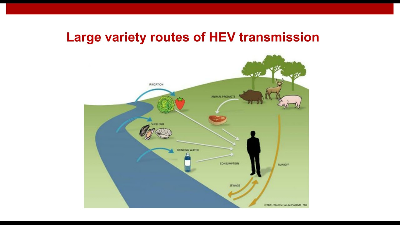Hepatitis E: The new challenges of a peculiar viral hepatitis