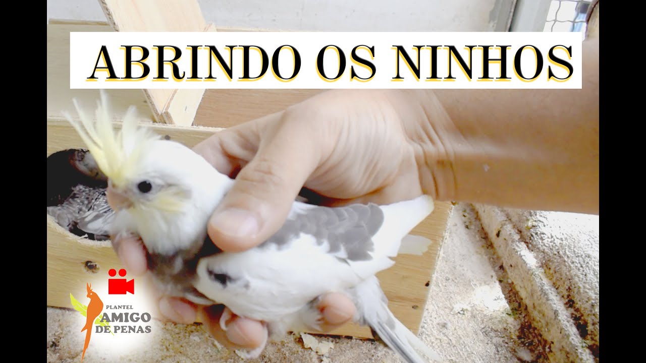 Abrindo os ninhos temporada 2020.3