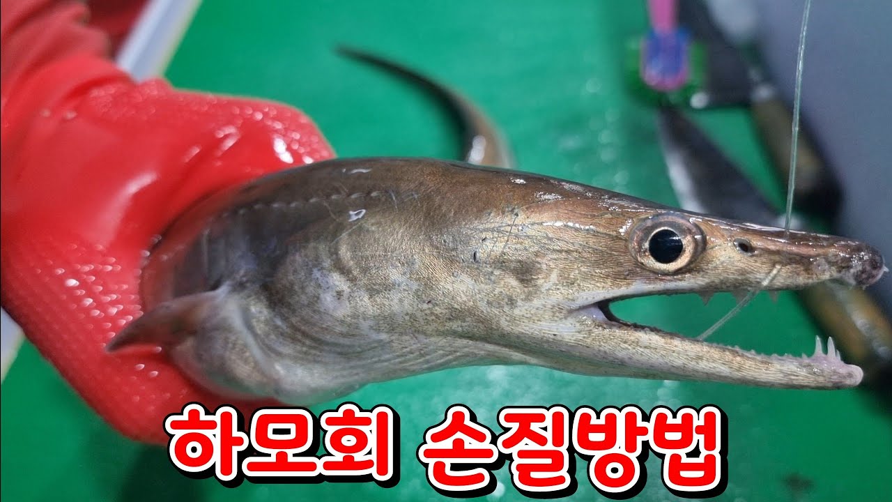 갯장어 (하모)회 손질 방법. 아주 자세히 알려드릴께요.