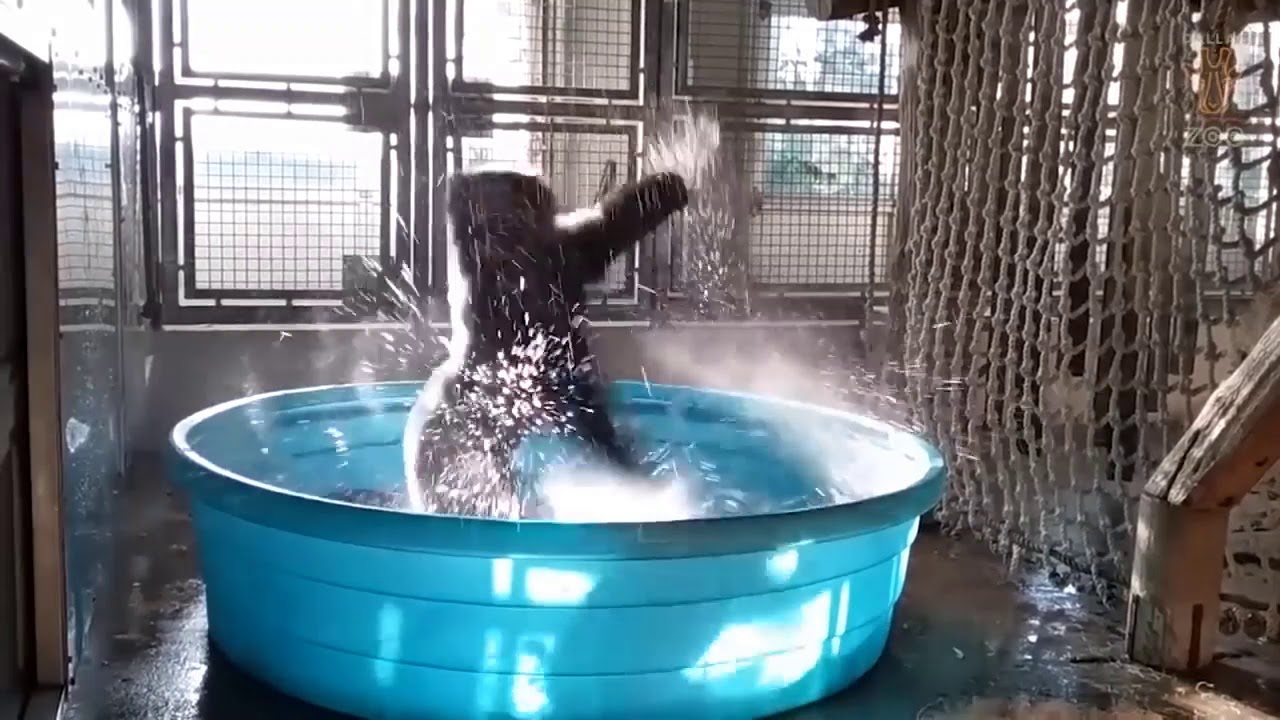Interstellar Gorilla - 1 hour version