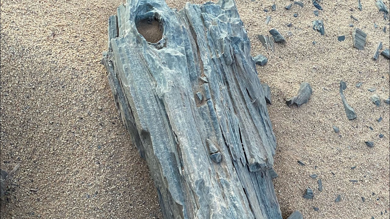 الغابة المتحجرة في عين صالح، الجزائر 