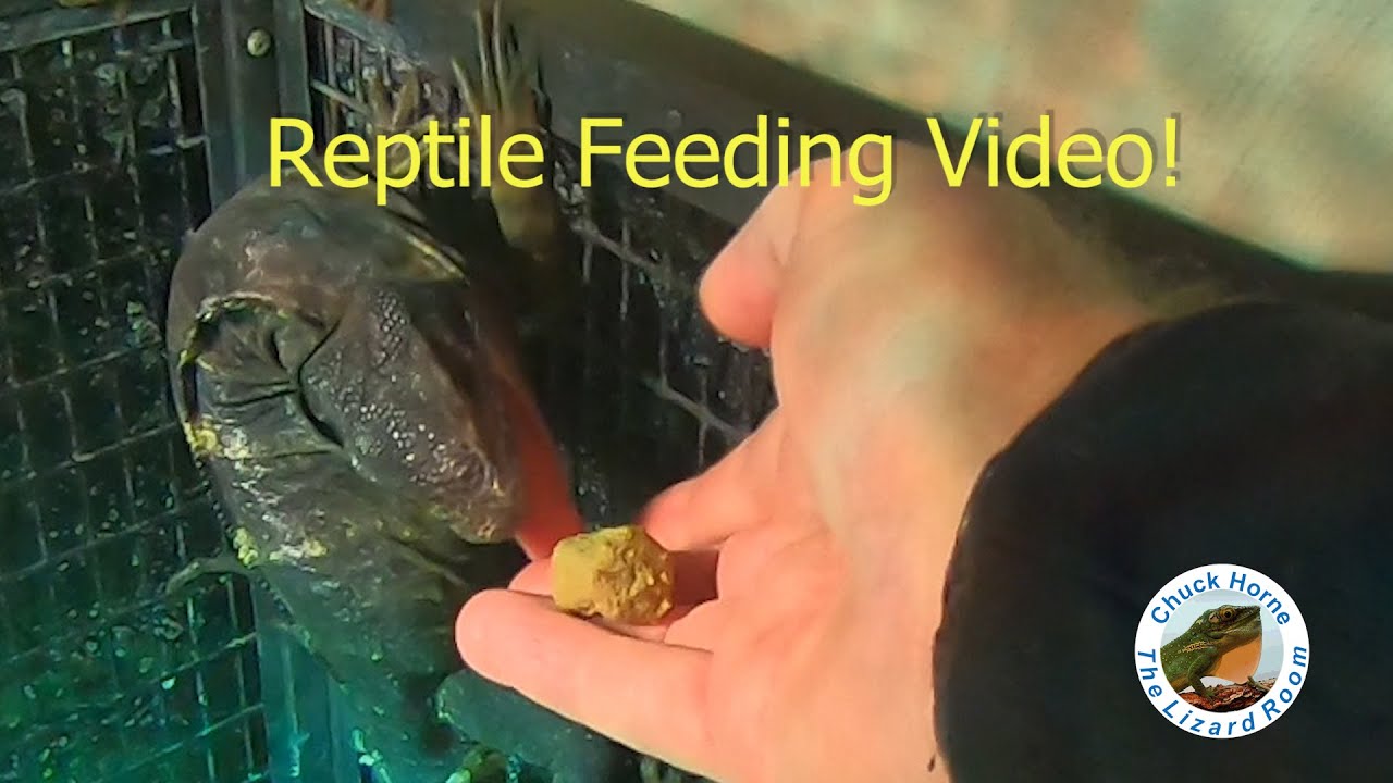 Reptile Feeding Video...iguanas, monitor, tortoises, and more!