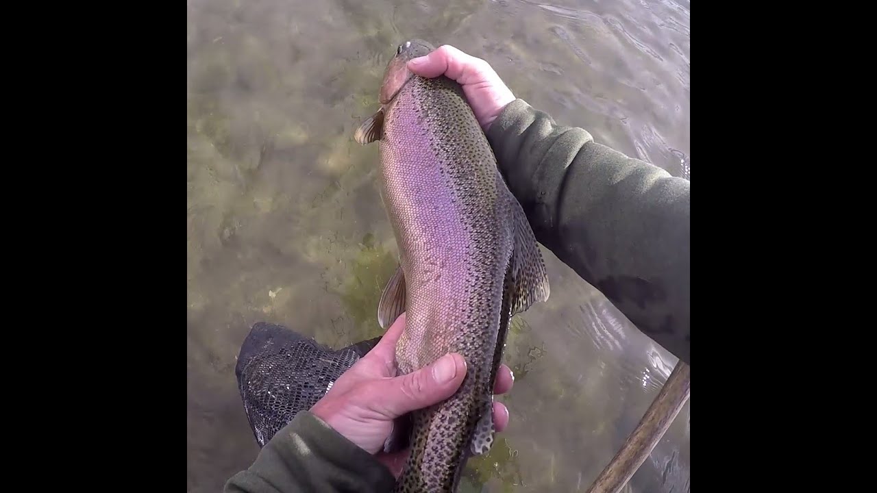 Oh what a day, Tenkara fly fishing #keiryu #tenkara #fishing #trout #catchandrelease #fish