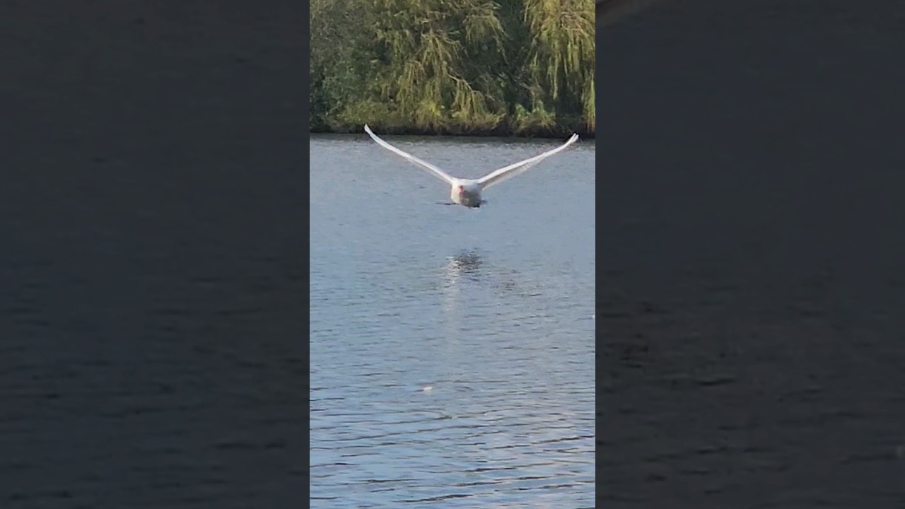 King swan flying across the lake!