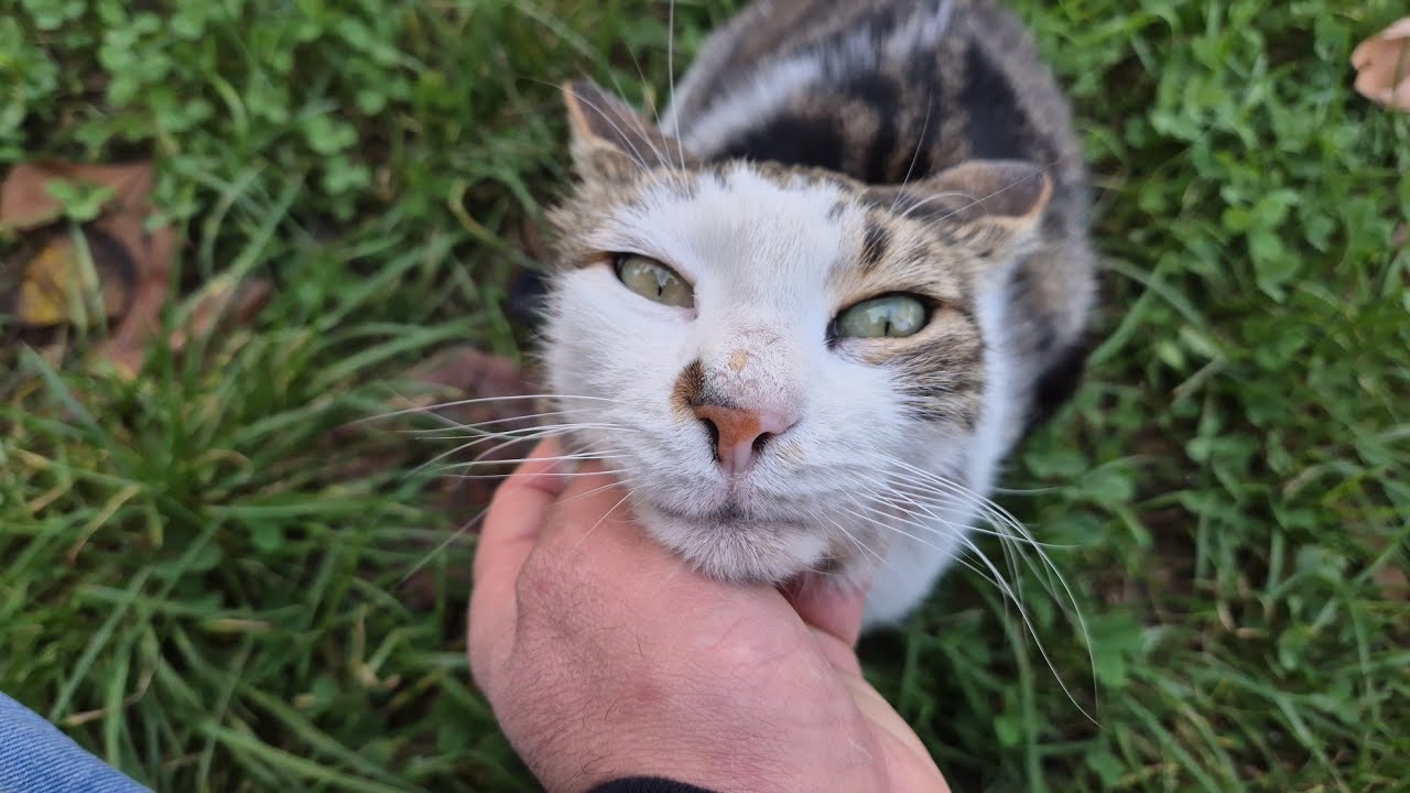 She is the most innocent and friendliest stray cat I have ever seen.