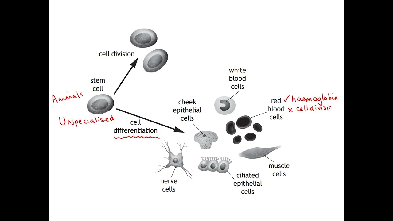 5 - Meristems and stem cells