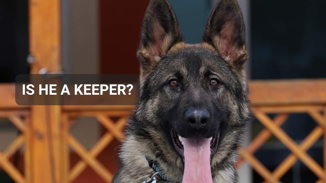 NEW dog from Europe - My next dog?