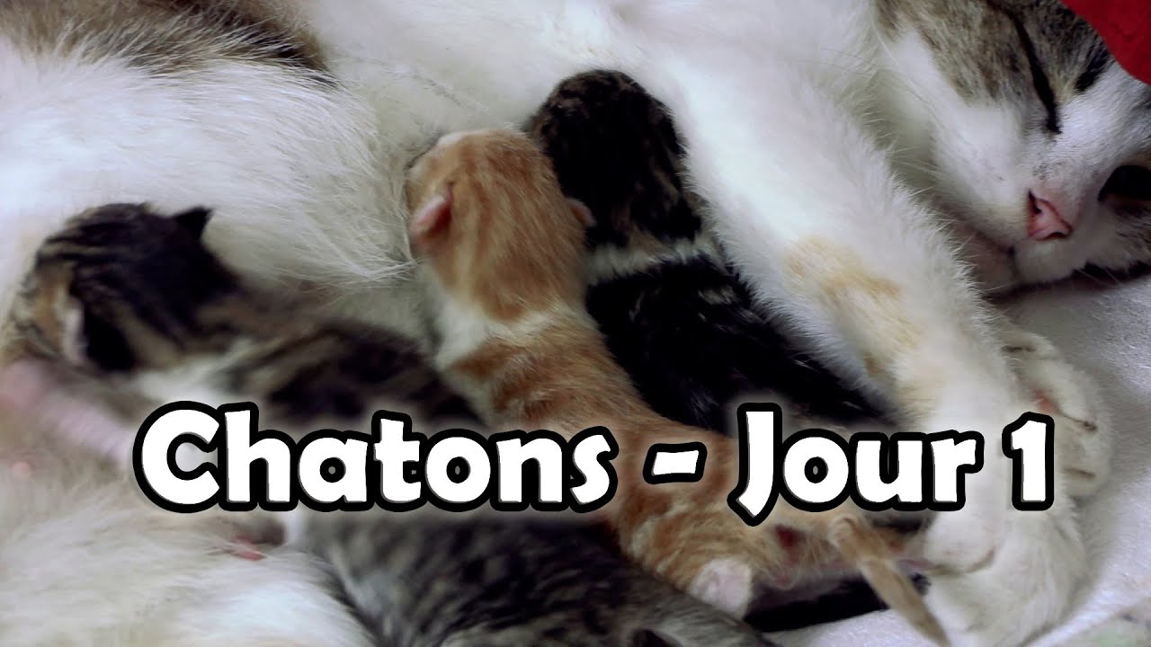 Les chatons sont n&eacute;s. Premier Jour de vie apr&egrave;s naissance. 1er chaton en train de t&eacute;ter. B&eacute;b&eacute; chat.