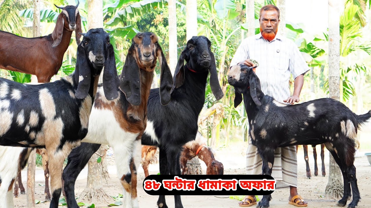 সবচেয়ে কমদামে আকর্ষণীয় বিগ কমবয়সি খামার উপযোগী সর্বসেরা সুপারহিট দুধের,গাভীন,খাসি ও পাঠা কিনুন।