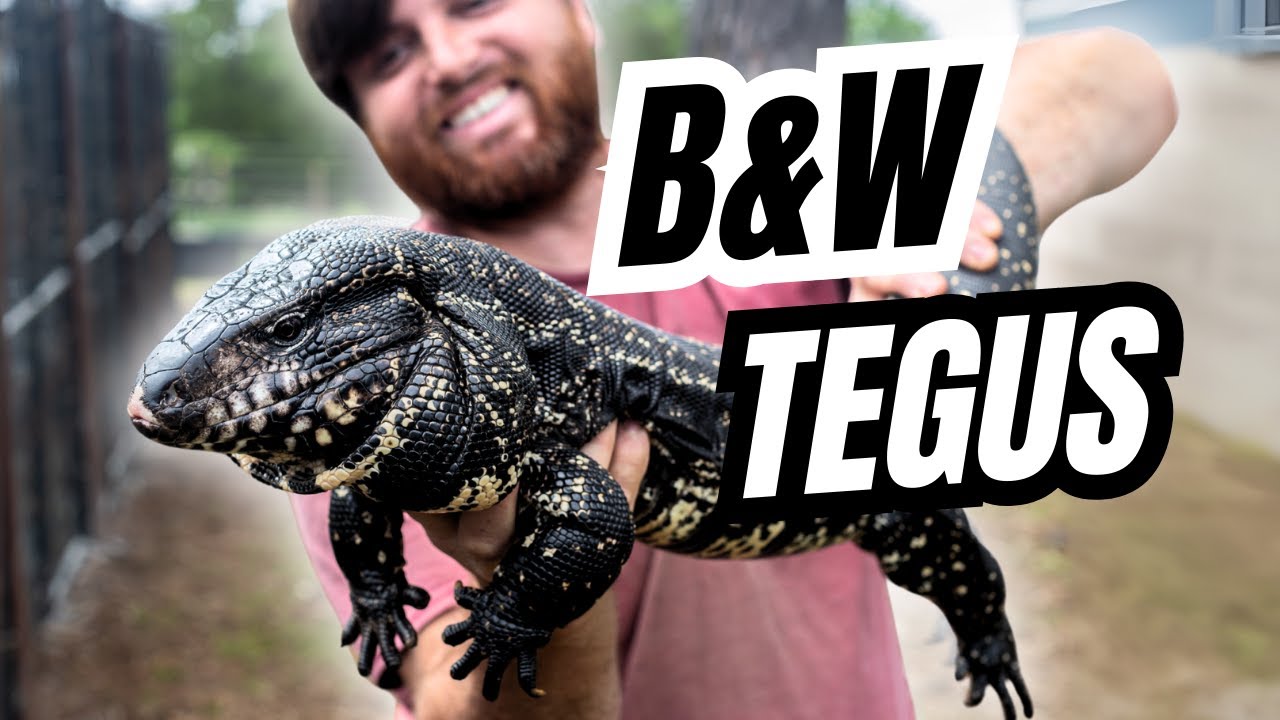 2025 Black & White Tegu Breeding Plans + Pro Tips!