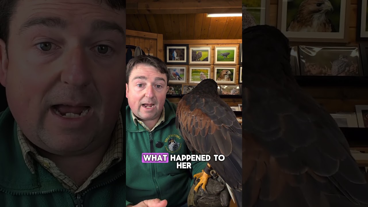 This Harris Hawk is a Hunting Pro! Meet Holly #falconry #hawking