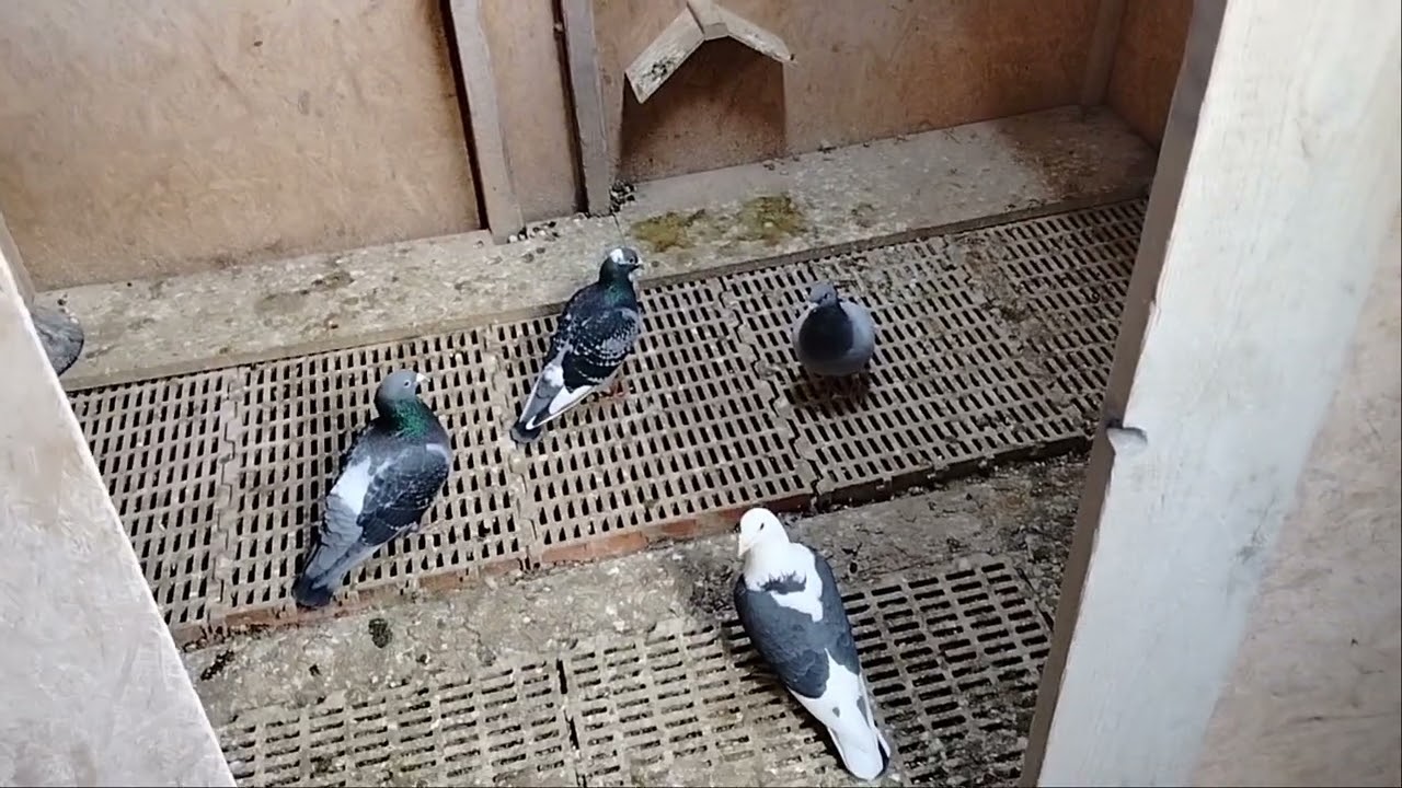 Gołąb utyka na nogi | Gołąb kuleje na nogę | Gulka w stawie nogi - skrzydła | Najczęstsze przyczyny