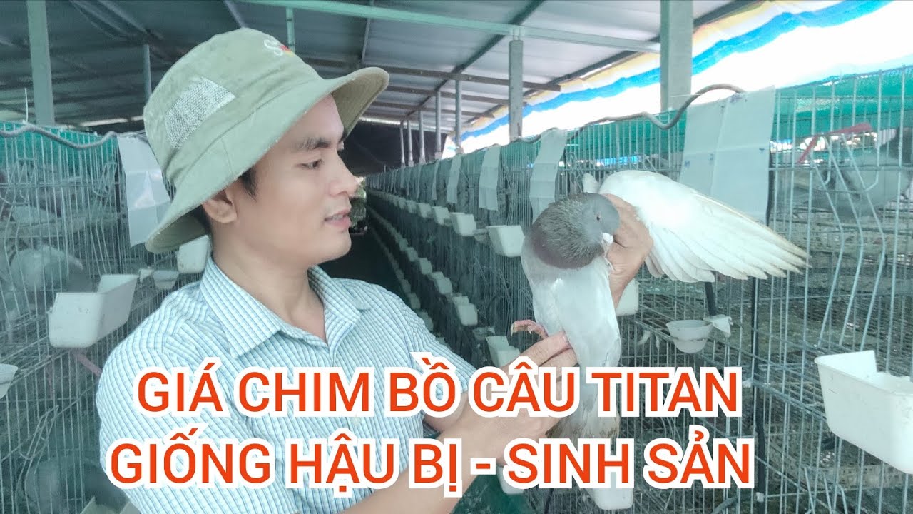 GIÁ CHIM BỒ CÂU TITAN GIỐNG HẬU BỊ - SINH SẢN ( KV MIỀN NAM ) 16/09/2024 | TRẠI BỒ CÂU TITAN ÚT HUỆ