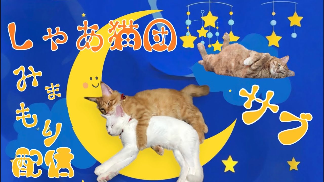 よりハル【しゃあ猫団】サブ見守り1月28日（よりパパ【しゃあ猫団】でメイン見守り配信中）