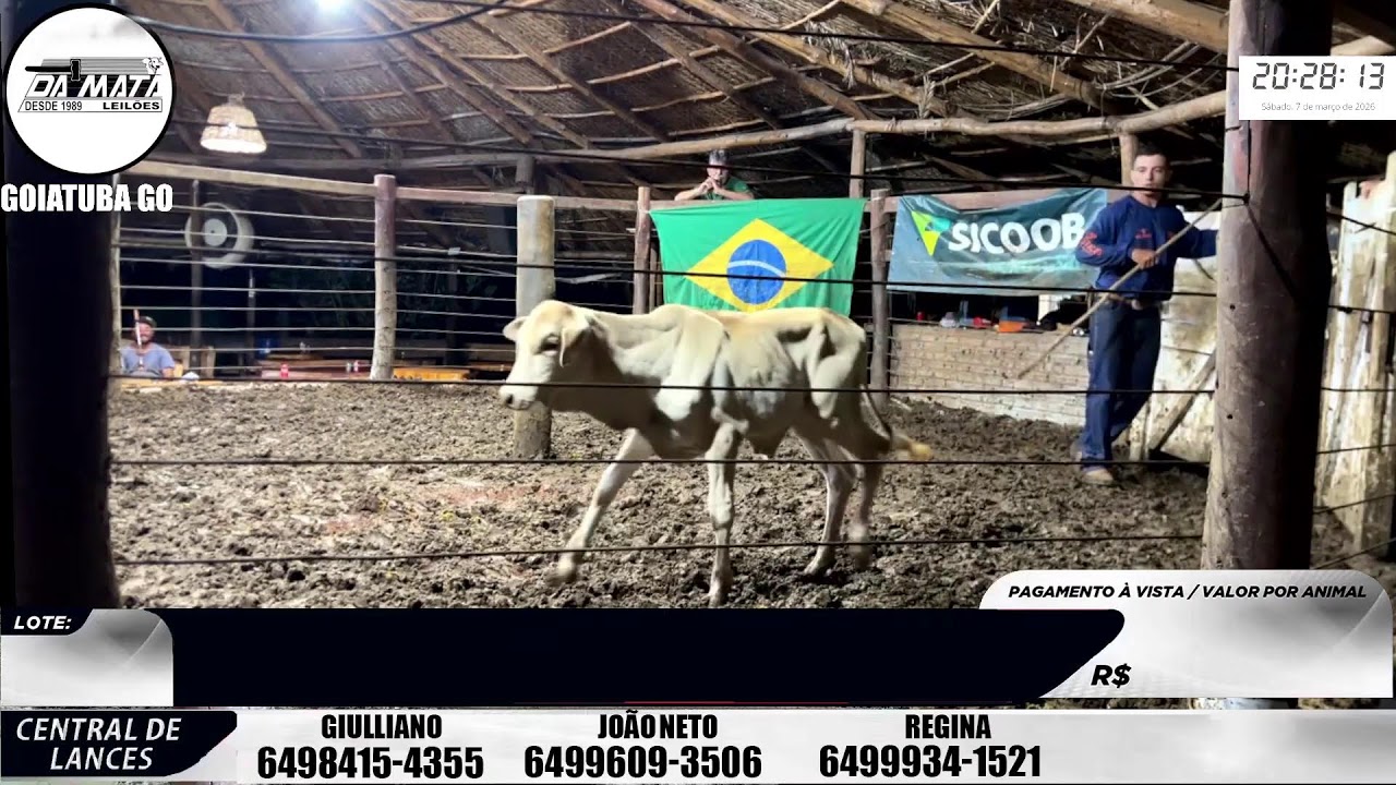 Leilão de gado em Goiatuba Goiás,  07/03/2026 - Mata Preta  Leilões - 14:00 Hs