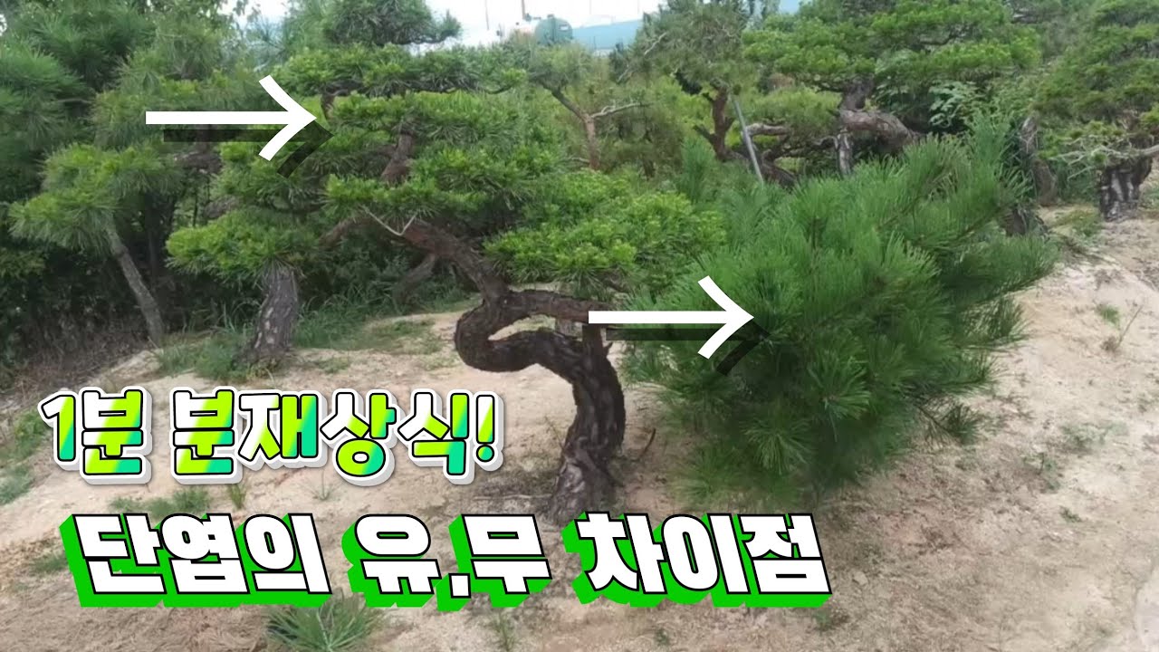 [1분 분재상식]소나무 단엽을 했을때와 안했을때의 차이 - 새싹분재원TV Sprout Bonsai TV