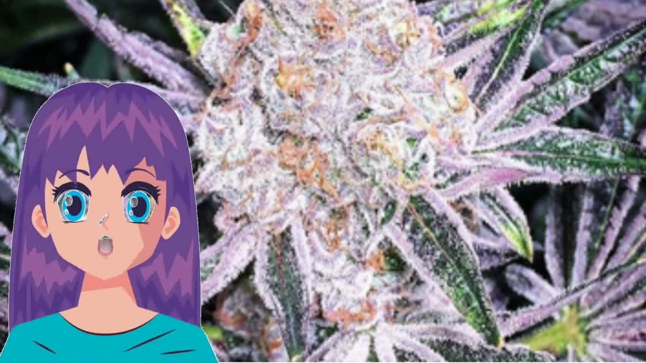 Purple Sunset &ndash; Ethos Genetics